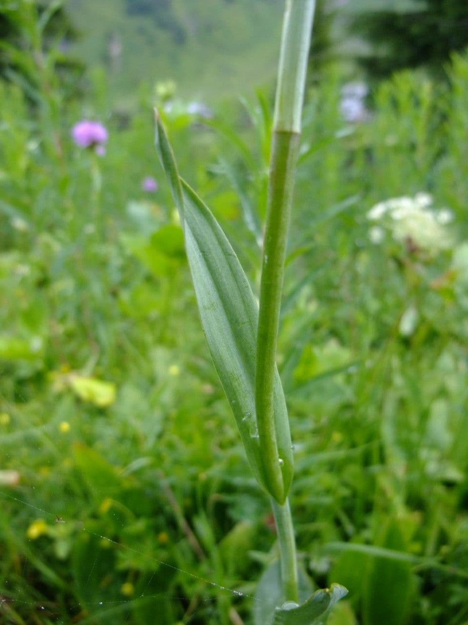 Kugelorchis 11