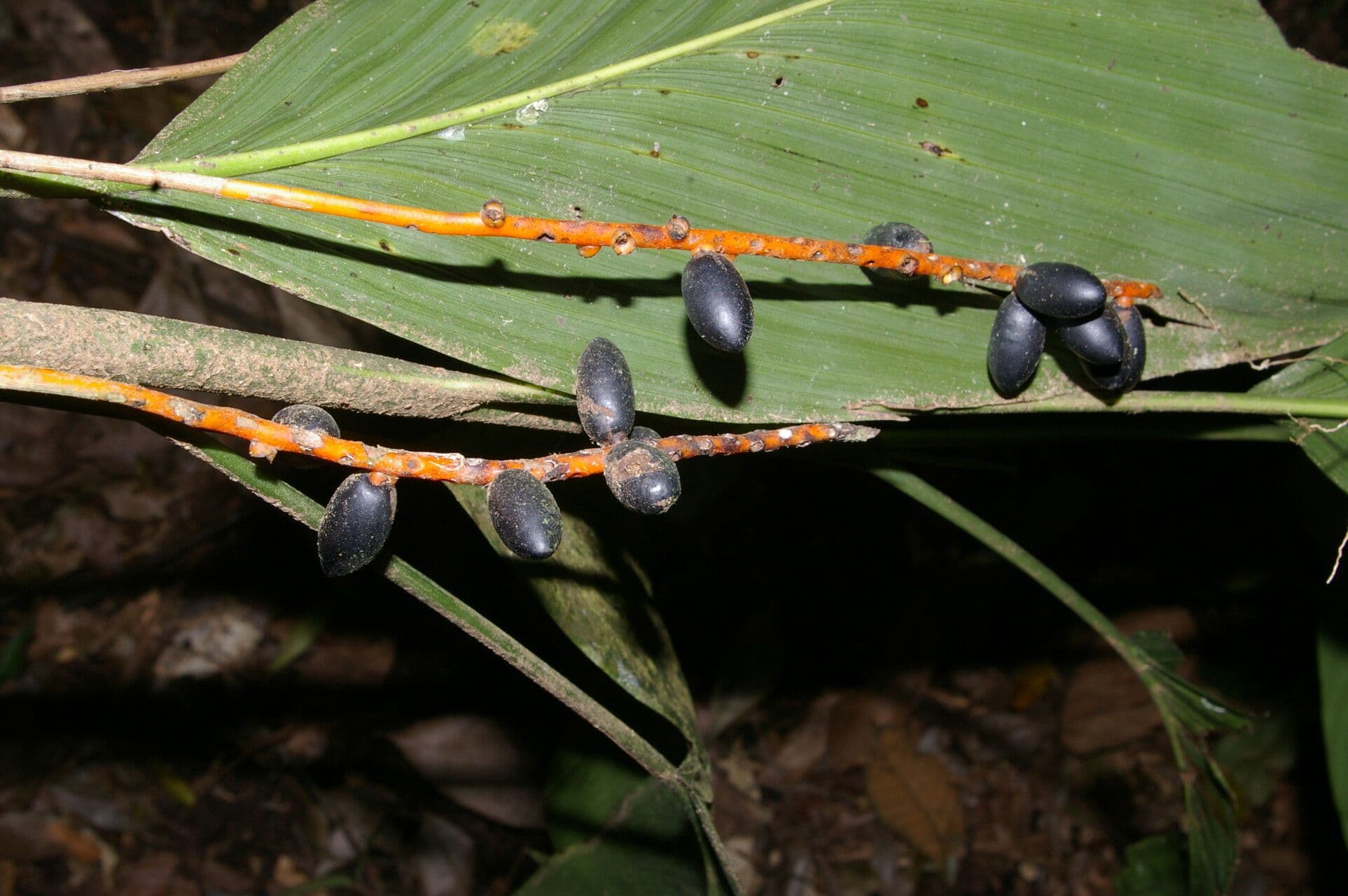 Chamaedorea 2