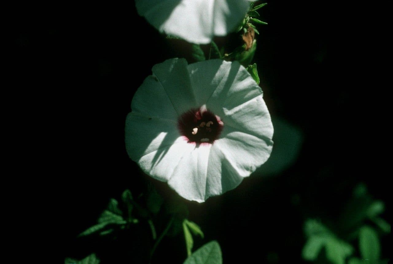 Glockenwinde 2