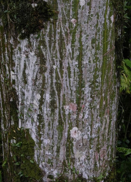Siebenlappiger Pseudobombax 16