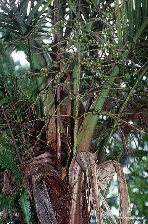 Cyphosperma 4