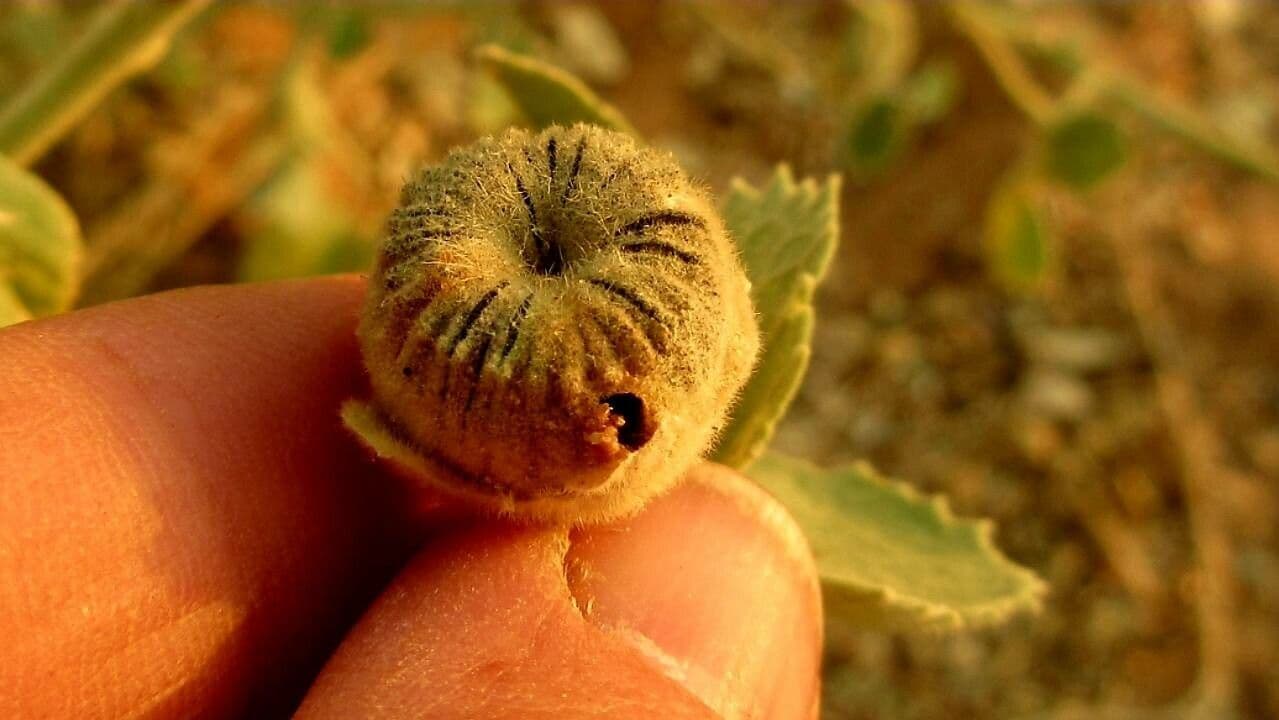 Abutilon