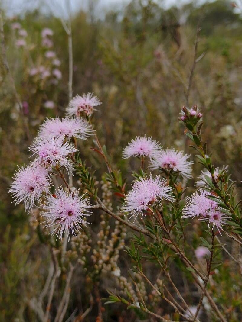 Kunzea 2