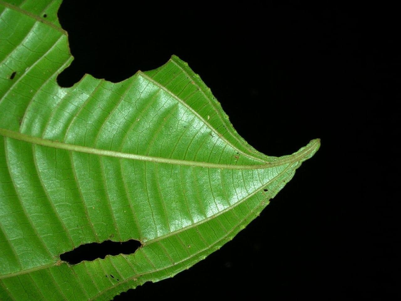 Conostegia 3