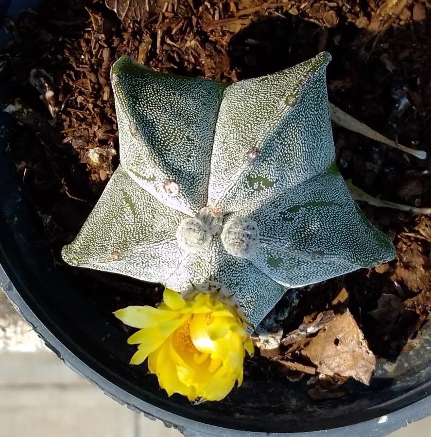 Astrophytum 11