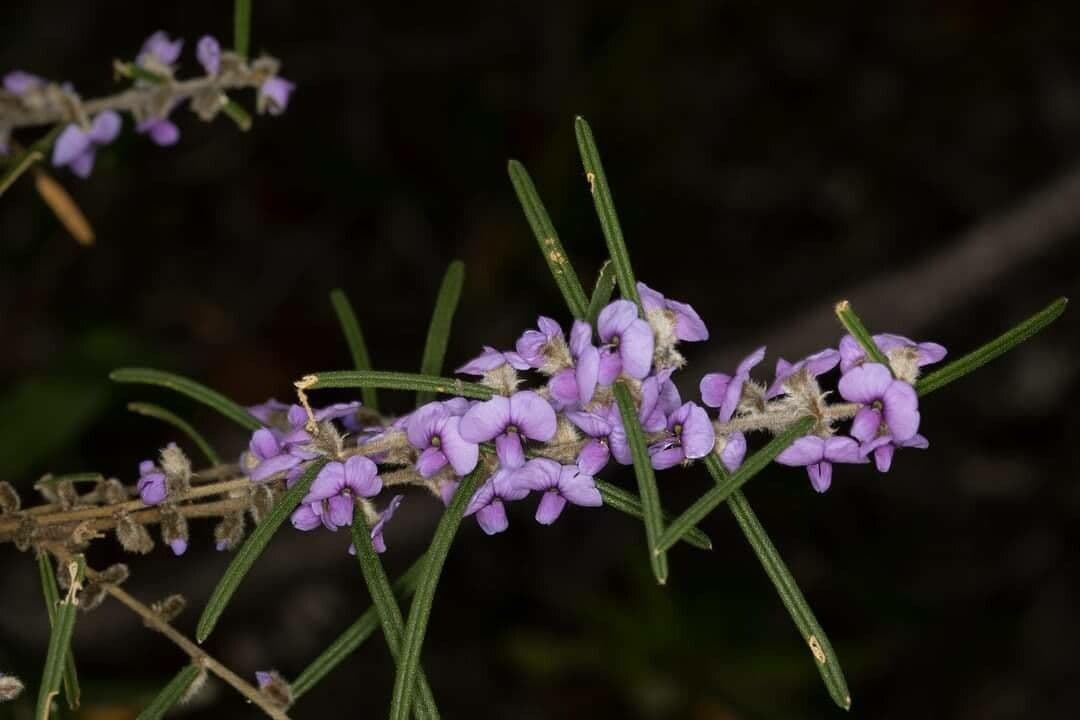 Hovea