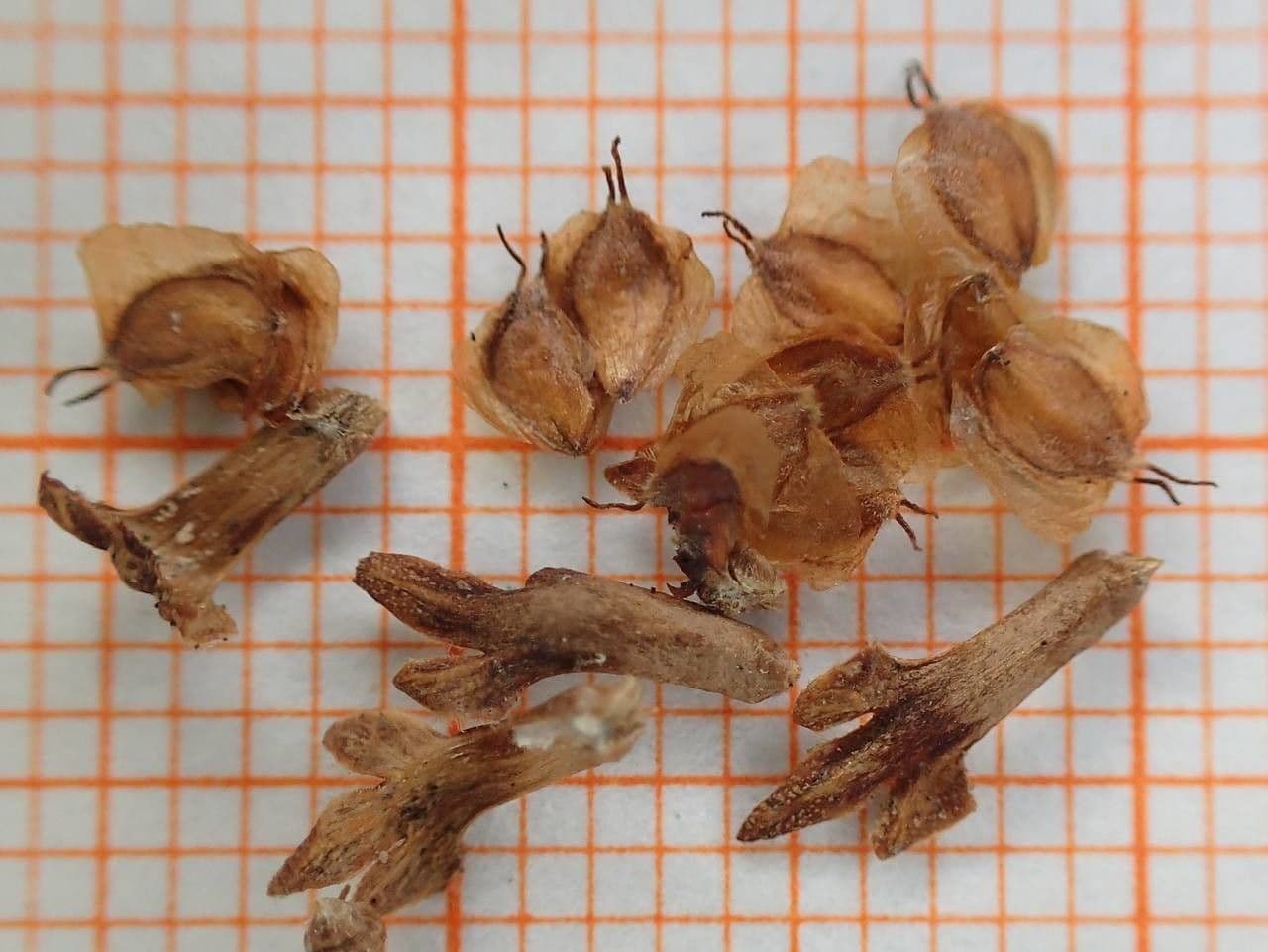 Brzoza himalajska 30