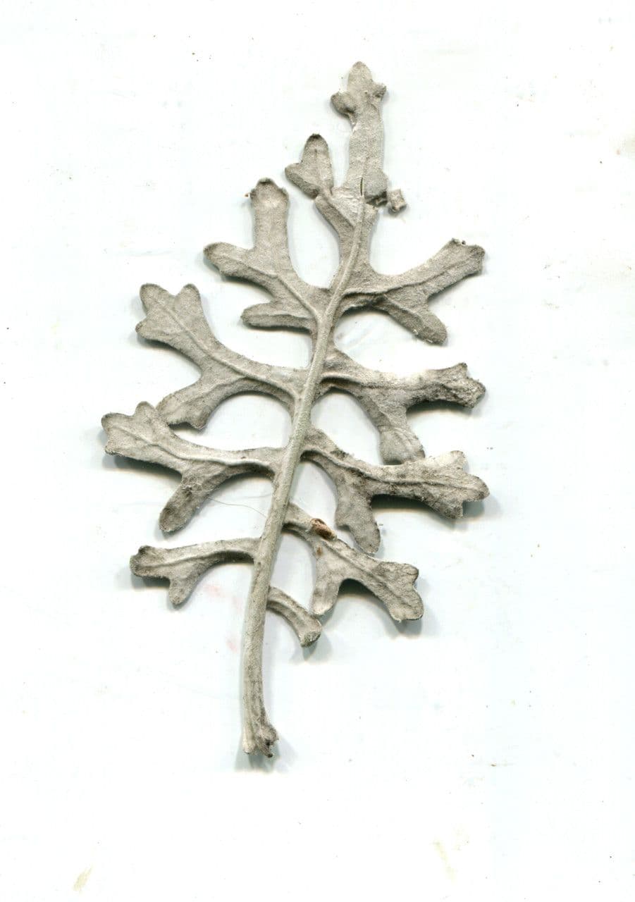 Cineraria 28