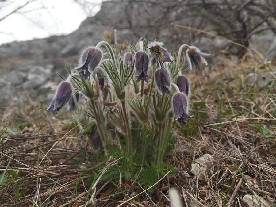 Bergwindröschen 5