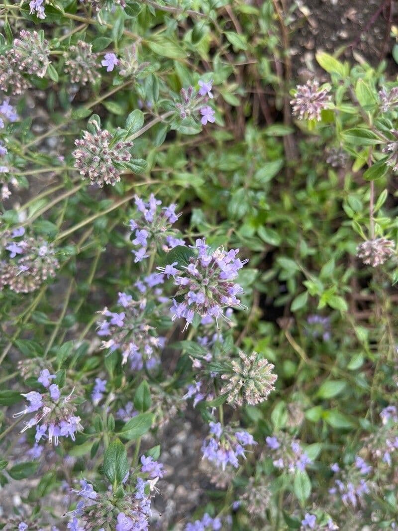 Ziziphora 2
