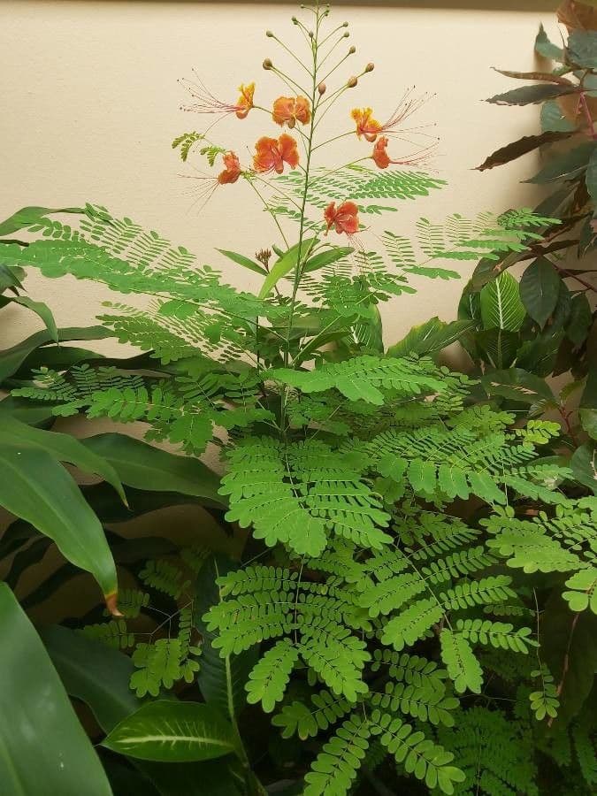 Cesalpinia 11