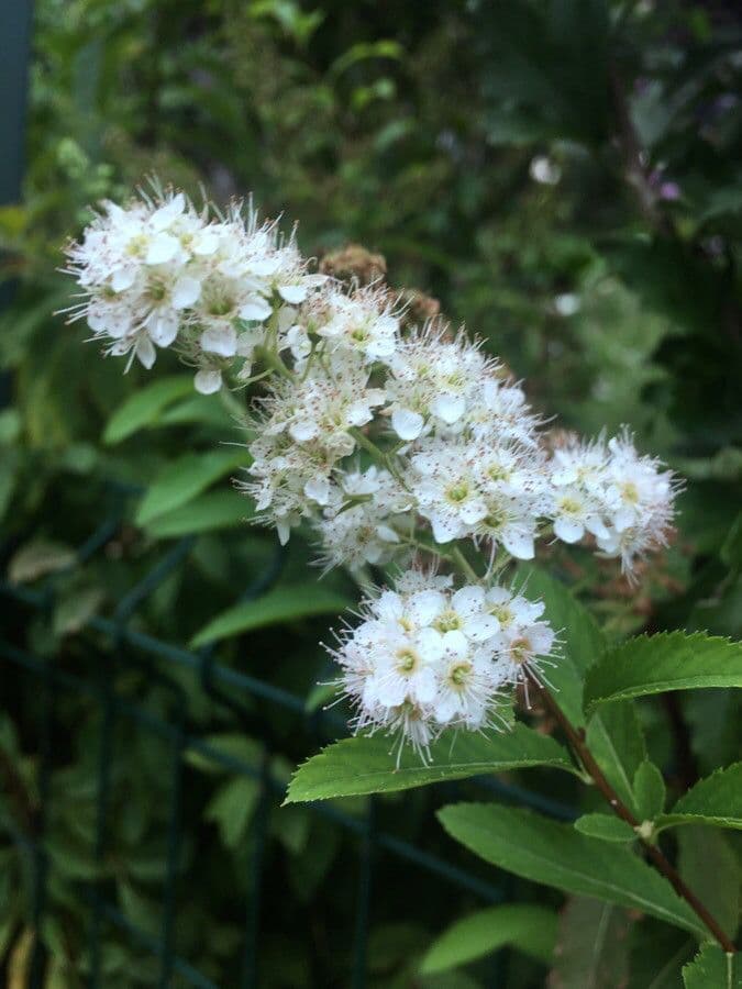 Spirea bianca 8