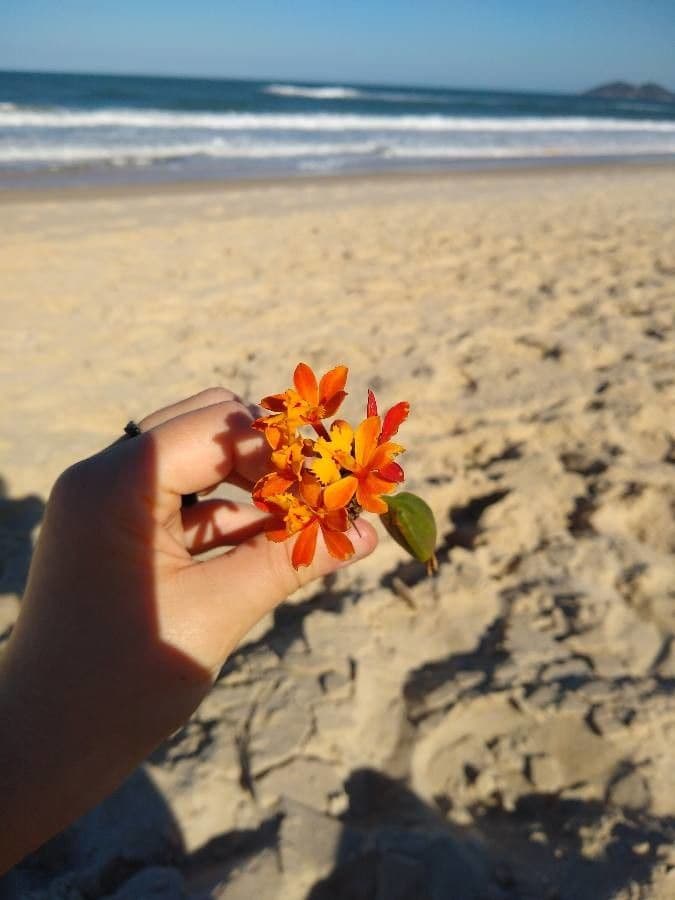 Epidendrum 2