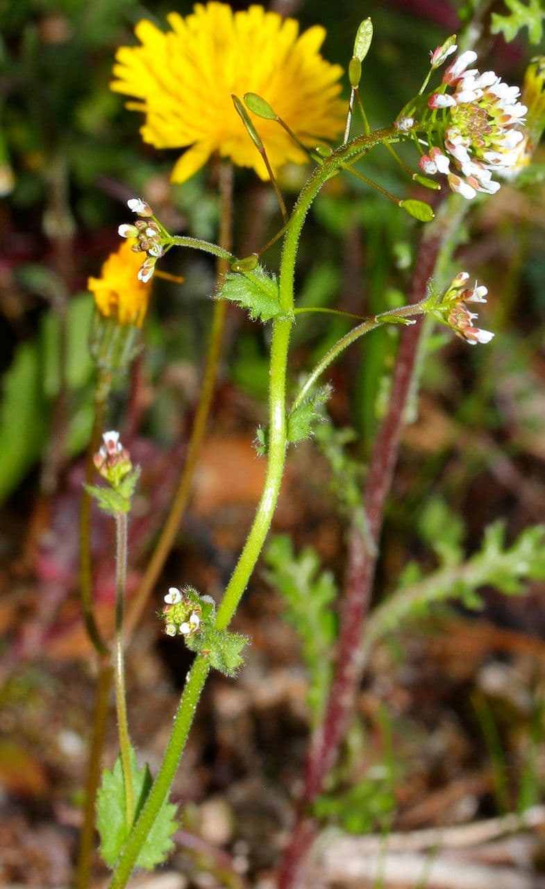 Draba murale 24