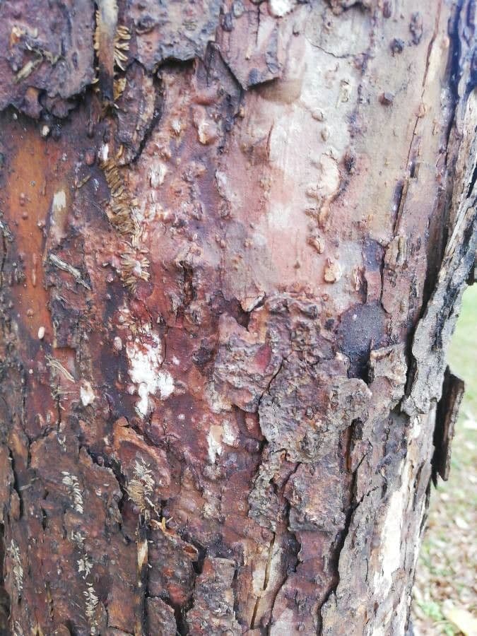 Taschentuchbaum 25