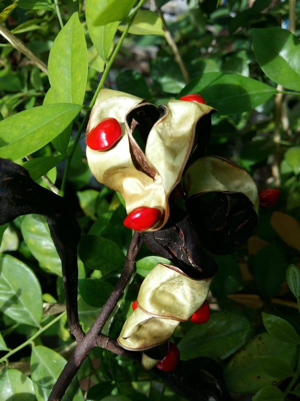 Korallenbaum 3