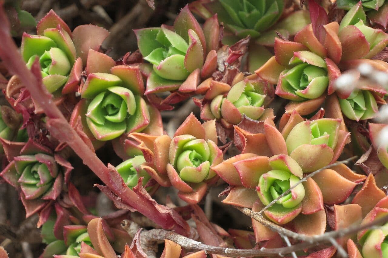 Aeonium decorum 6