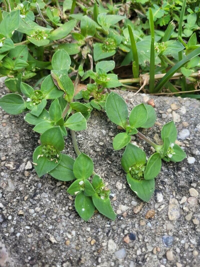 Richardia brasiliana 11