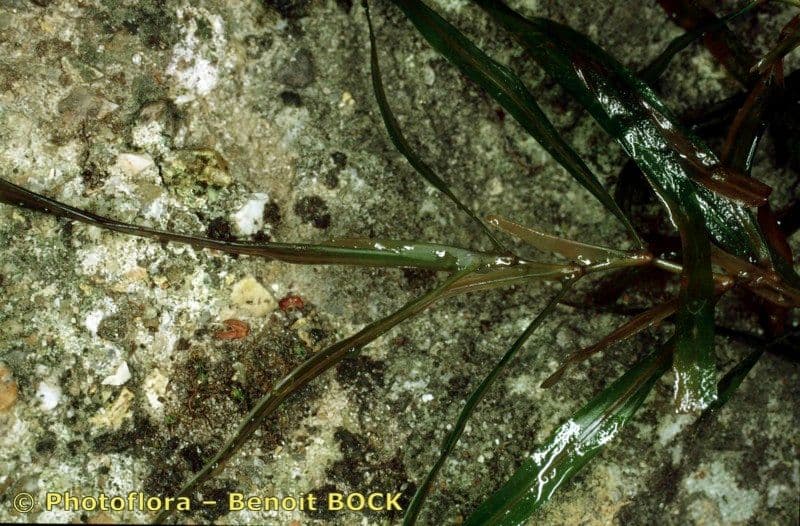 Erba-coltella ottusa 3