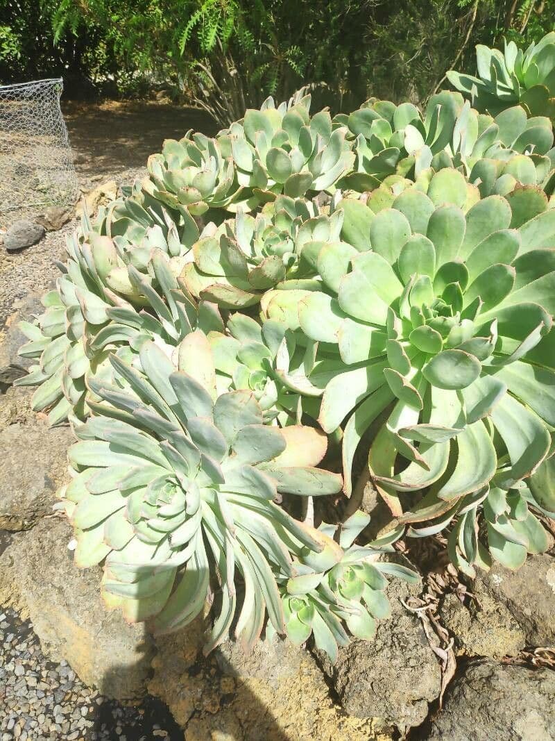 Aeonium percarneum 7