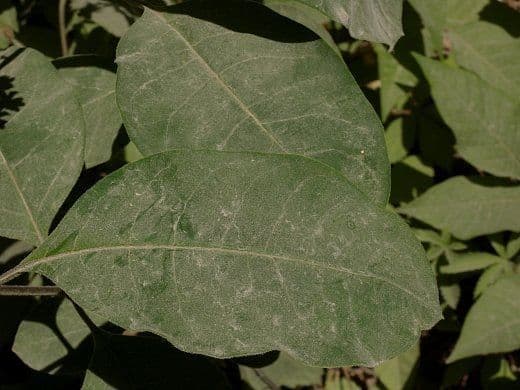 Asclepias variegata 13