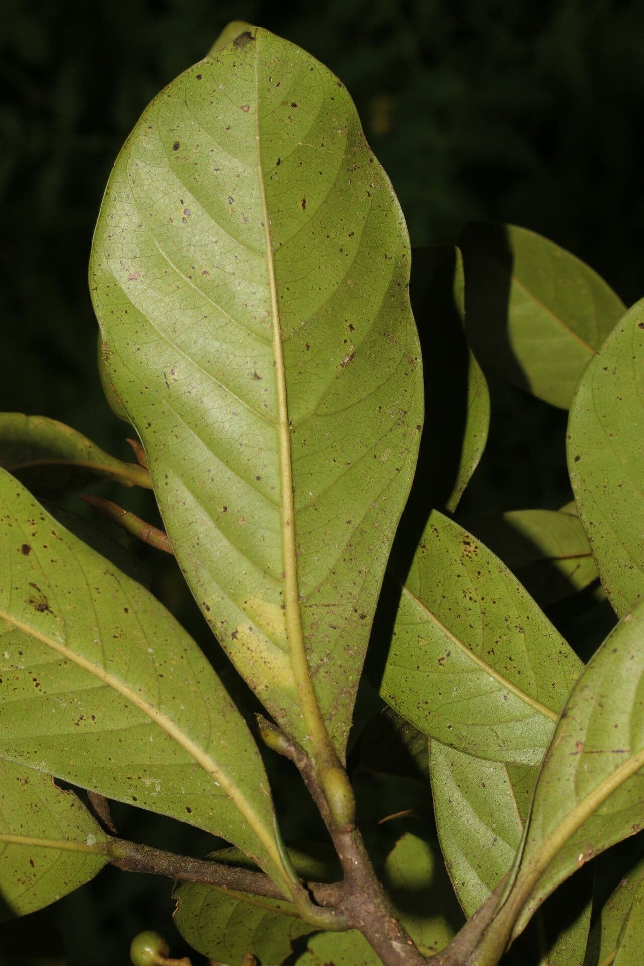 Ocotea insulare 10