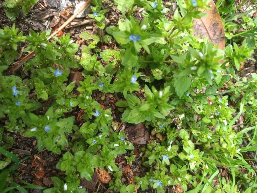 Veronica dei campi 25