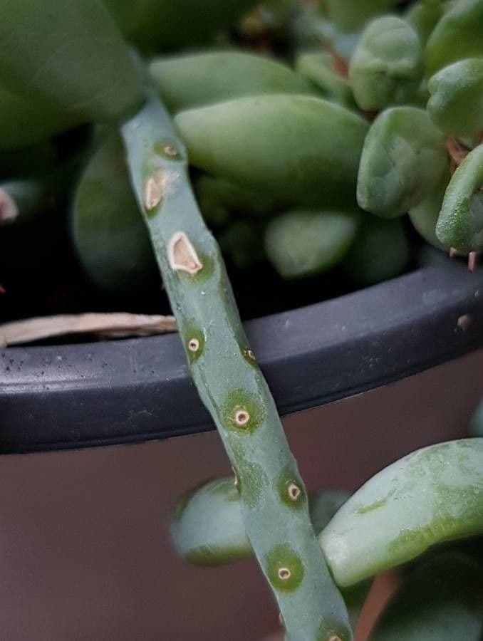 Borracina cinerea 25