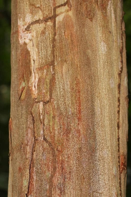 Guayaba de olor 16