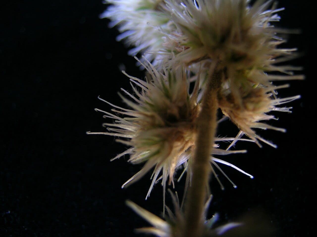 Cyathula 2