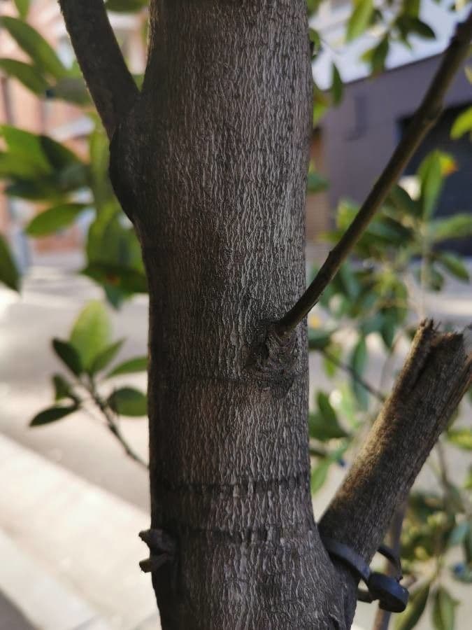 Elaeocarpus reticulatus 24