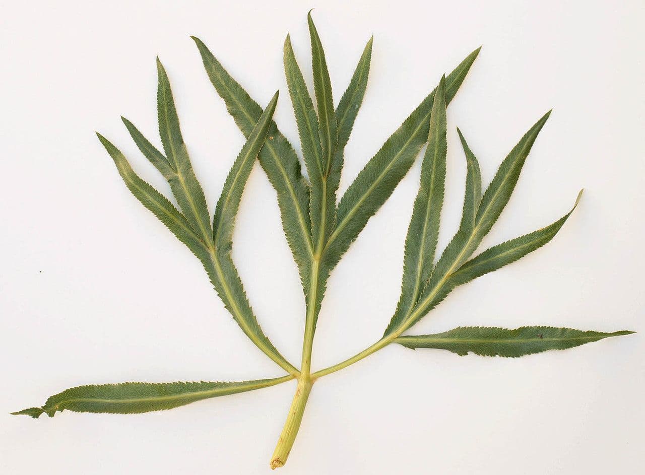Falcaria 28