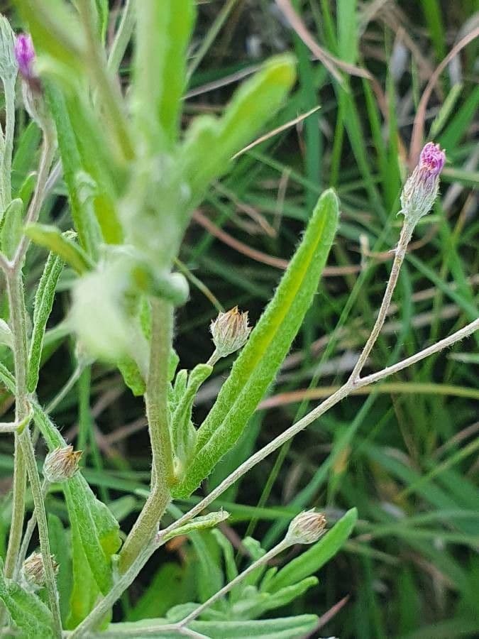 Gutenbergia Rueppella 13