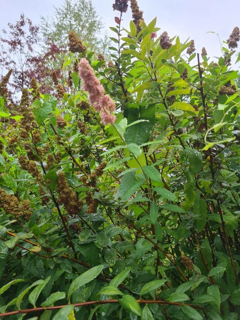 Brestovec kalinolistý 9