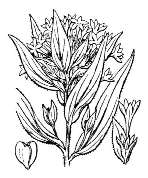 Collomia grandiflora 21