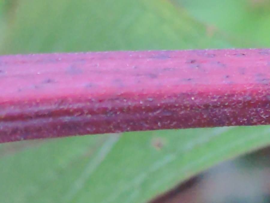 Eupatorio maculato 19