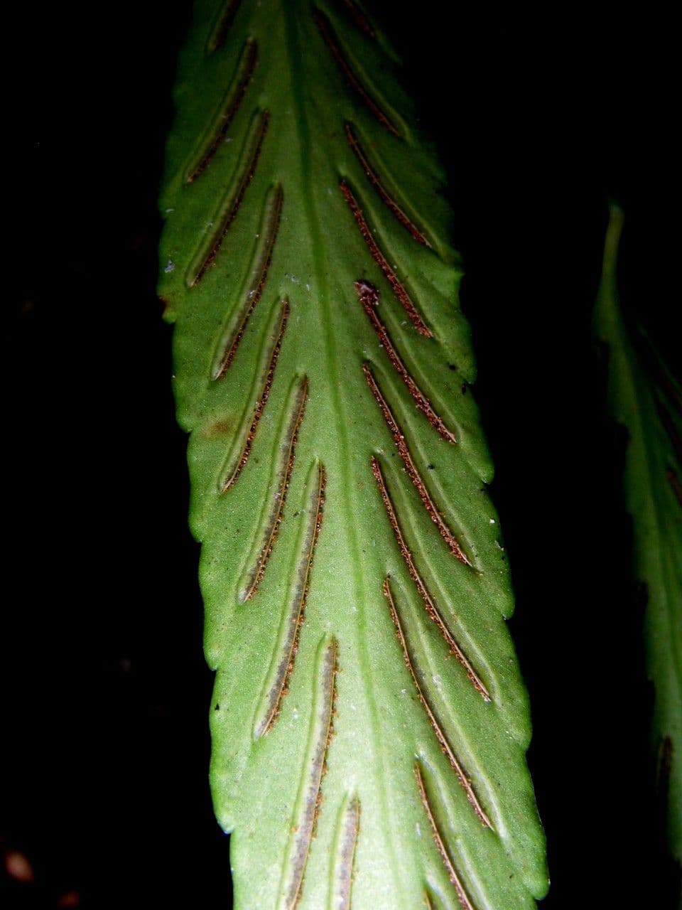 Spleénium à feuilles de noyer 5