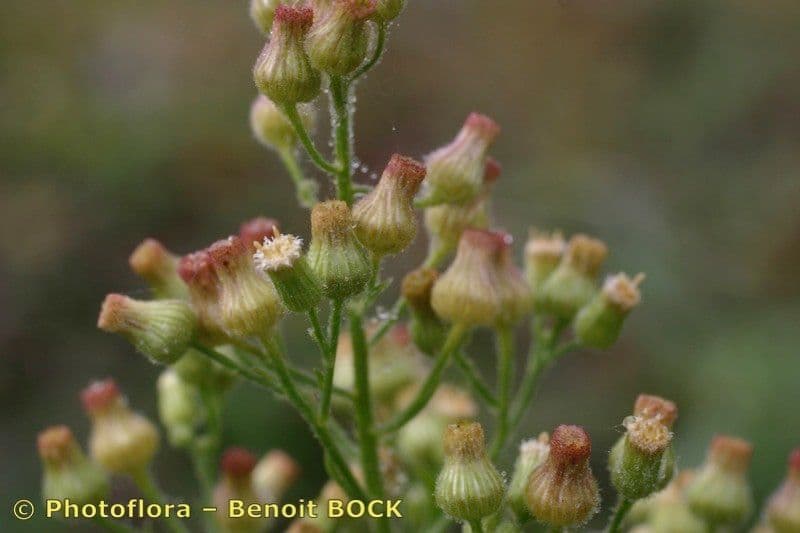 Erigeron floribundo 2
