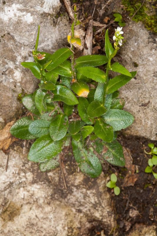 Arabis nova 11