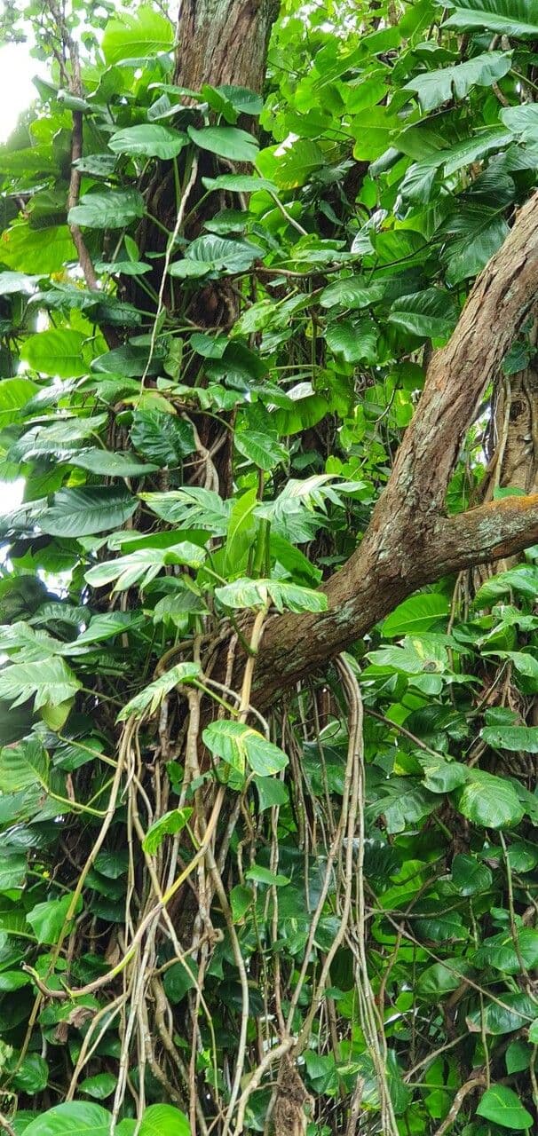 Epipremnum 4