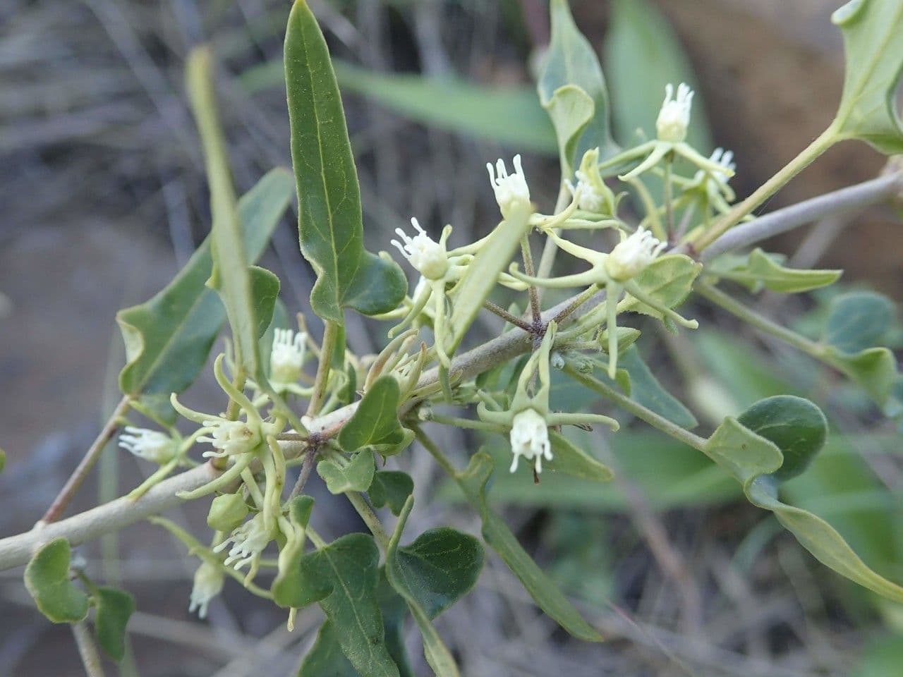 Cynanchum hastato