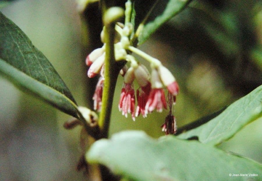 Nothofagus 2