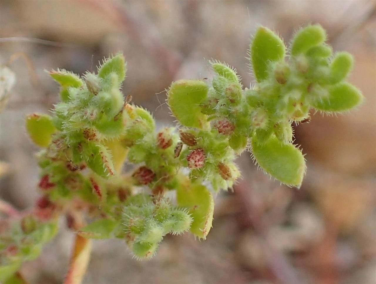 Herniaria hirsuta 5