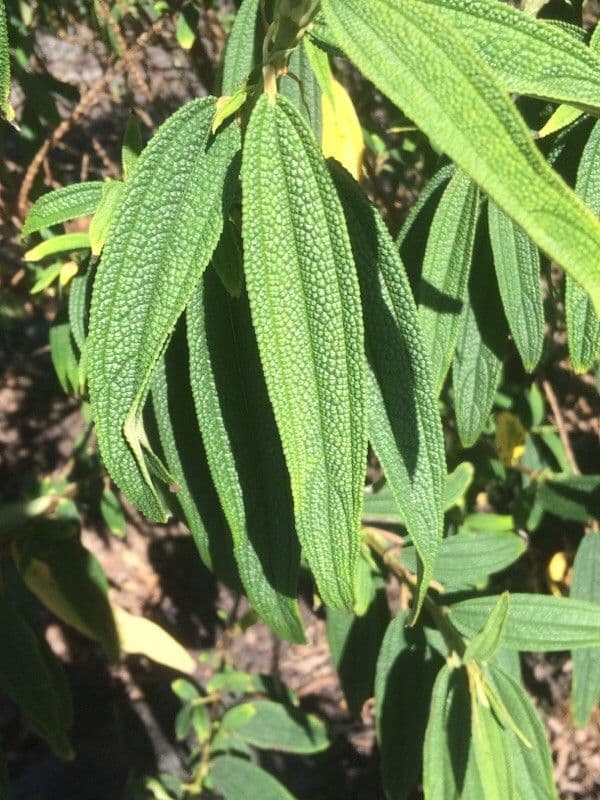 Ortica falsa pendula 20