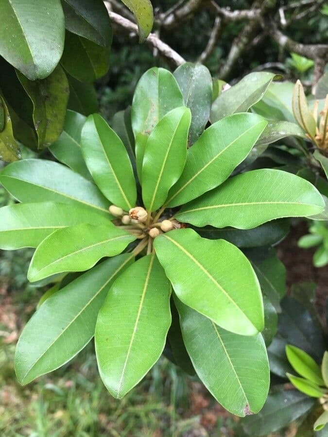 Manilkara 11