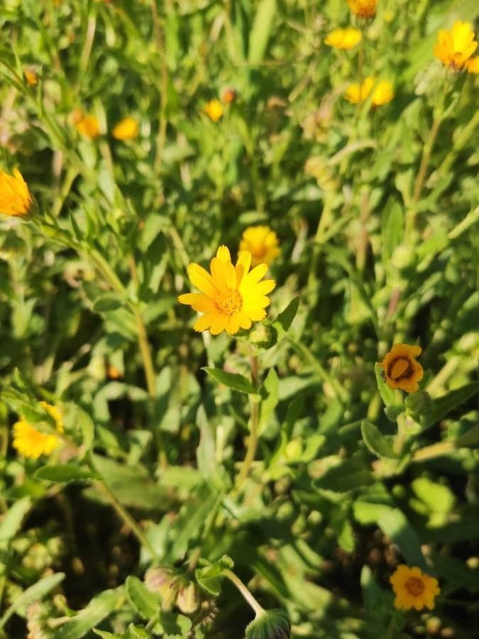 Acker-Ringelblume 10