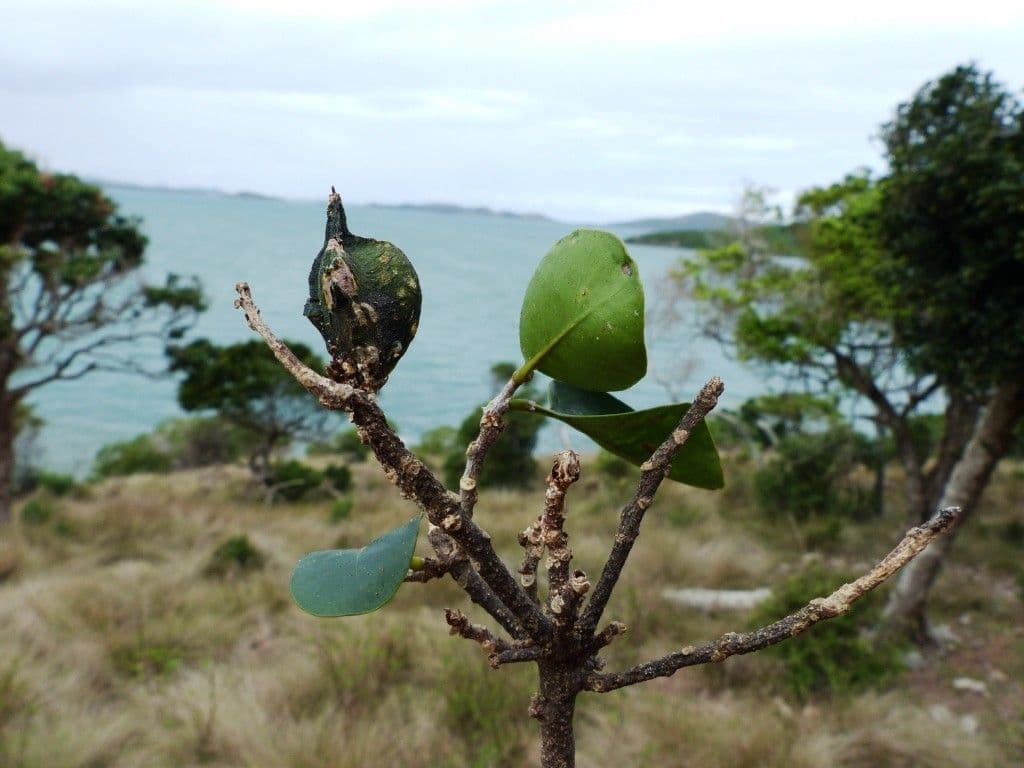 Planchonella 7