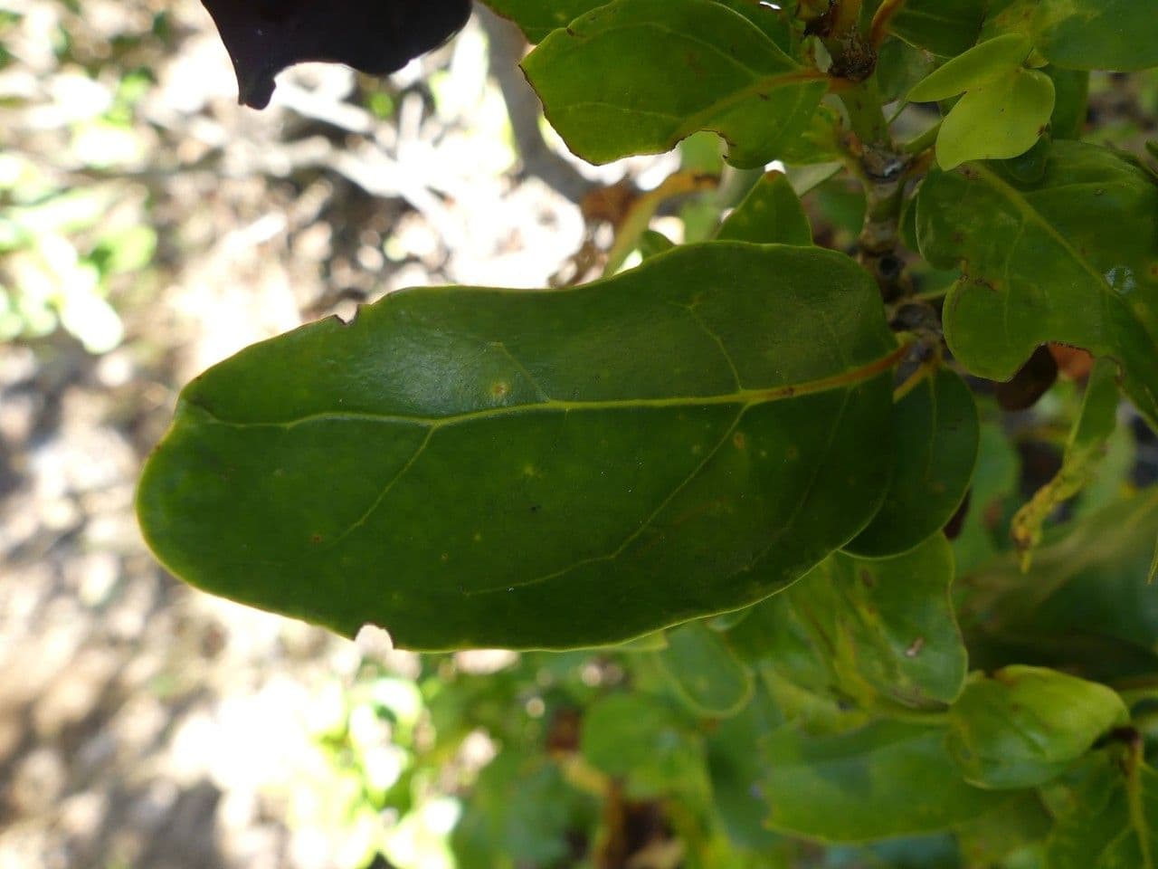 Pyrostria bibracteata 4