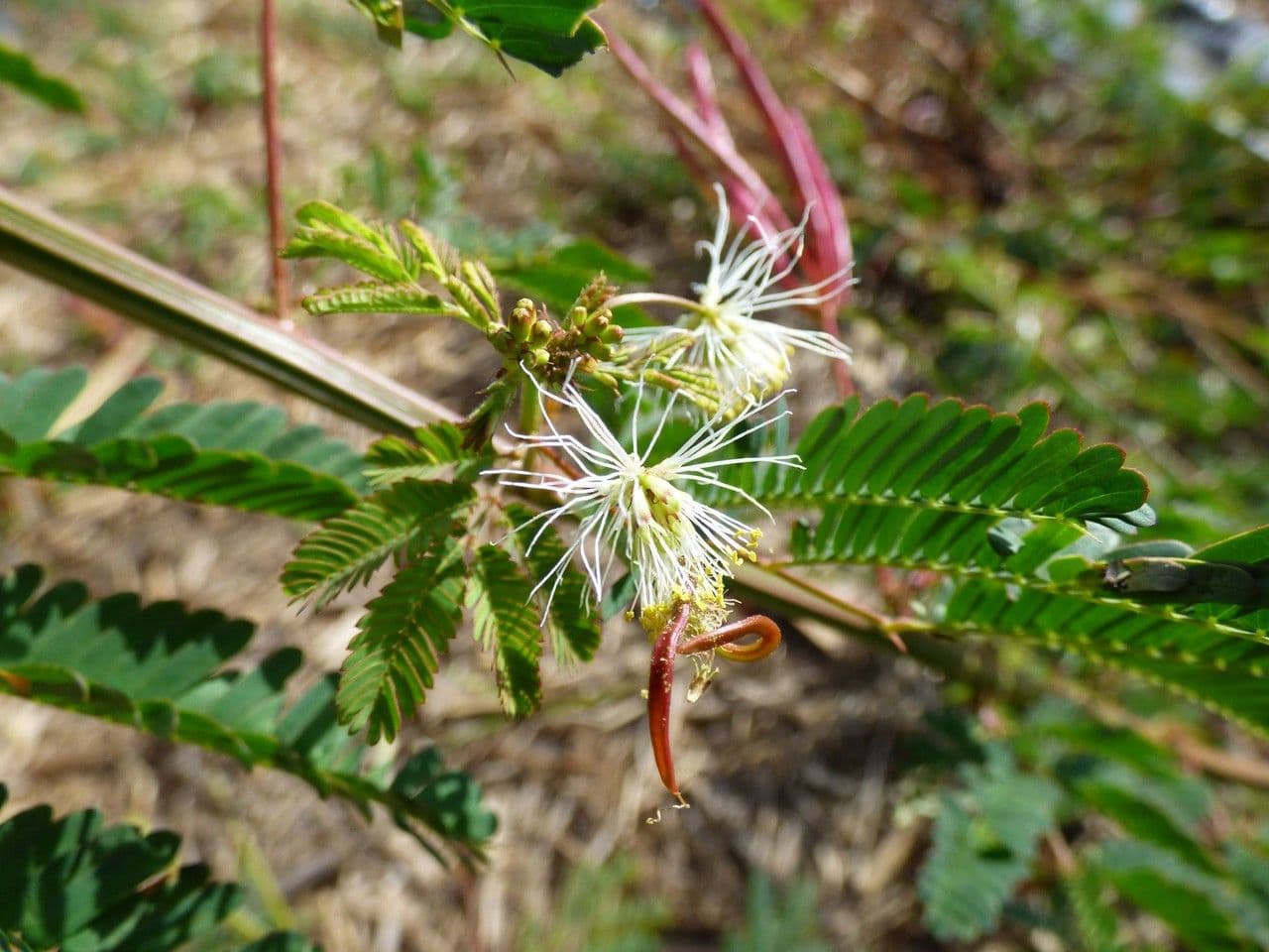 Bogen-Desmanthus 10