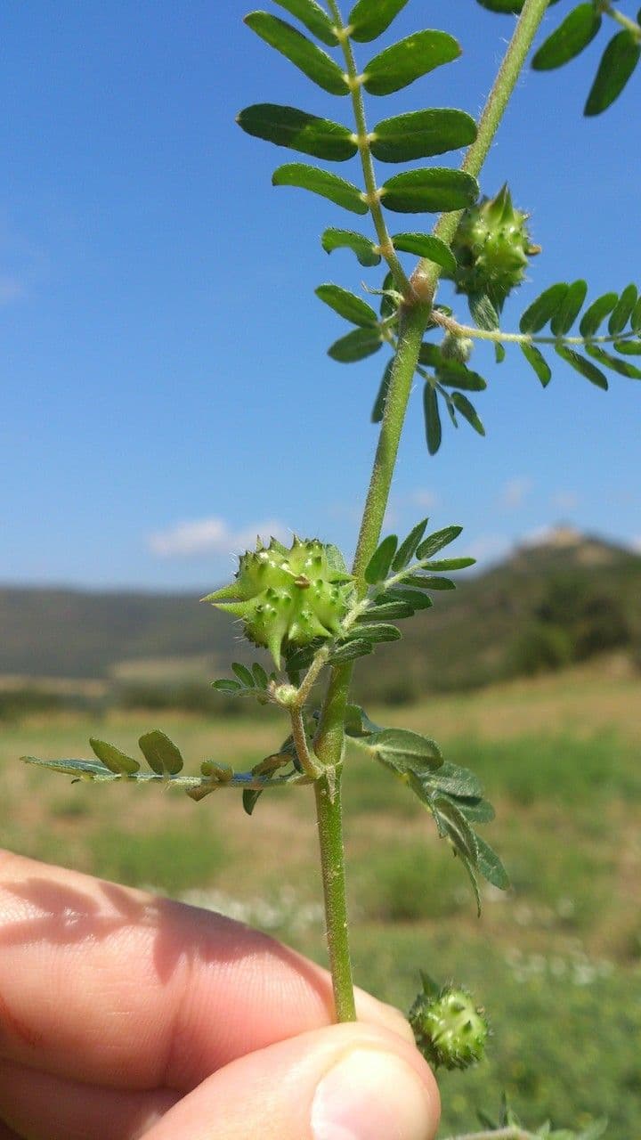 Tribolo comune 5